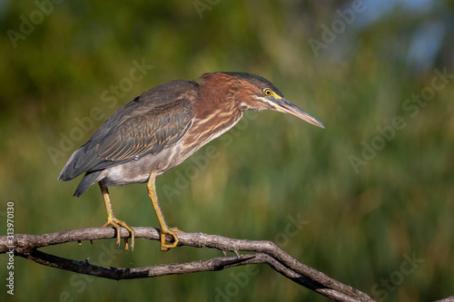 green heron fishing from a stick suspended above shallow water