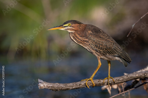 Green Heron standing on a stick just above the water