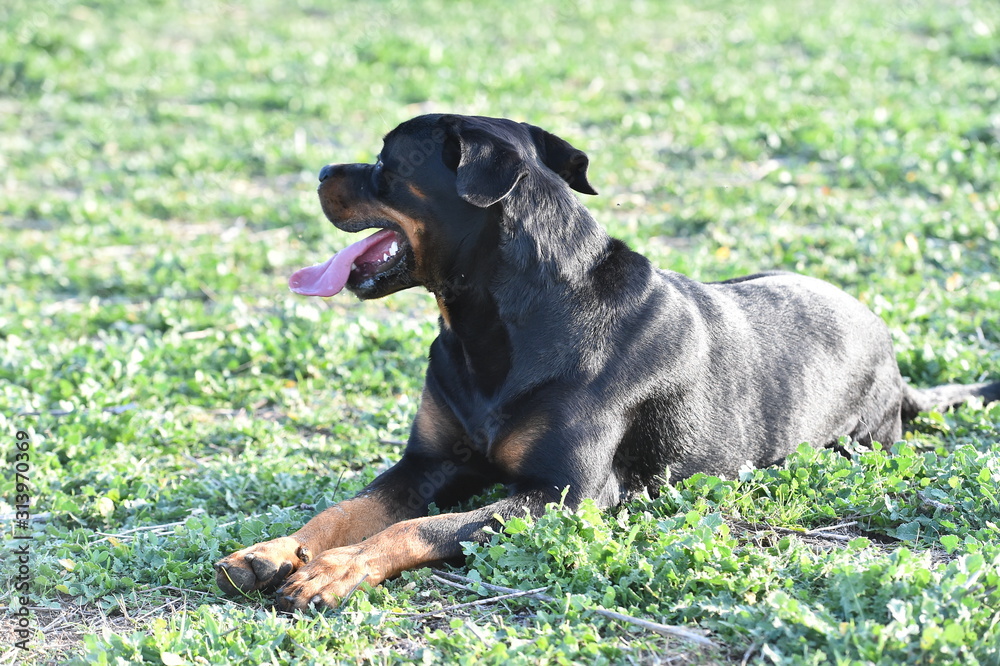 rottweiler in the green field
