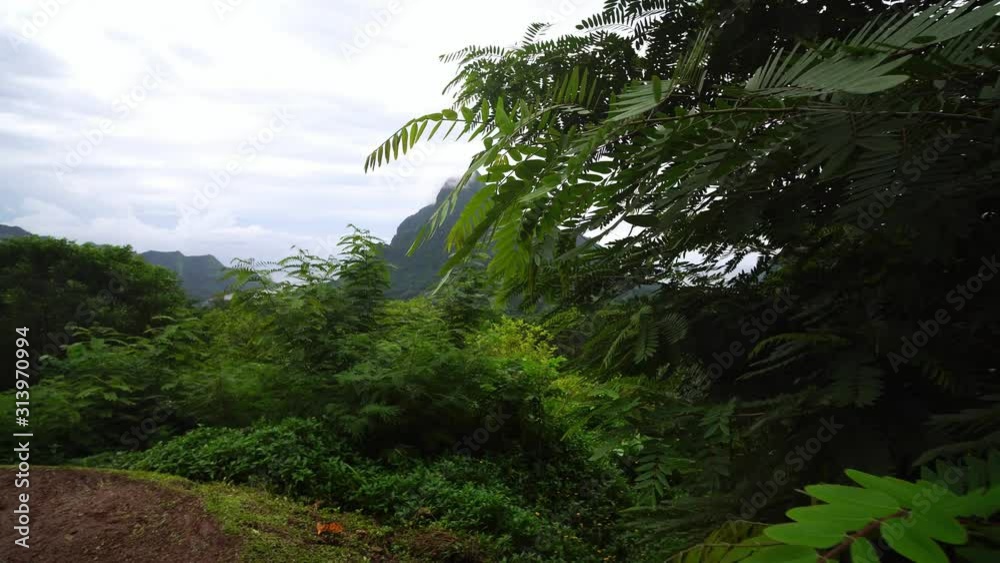 Walking thru tropical green jungle forest of Mount Rotui. Moorea, Tahiti French Polynesia. Calm wind breeze, tree leafs. Slow motion glide shot. Walking thru tropical green jungle forest of Mount Rotui. Moorea, Tahiti French Polynesia. Calm wind breeze, tree leafs. Slow motion glide shot.