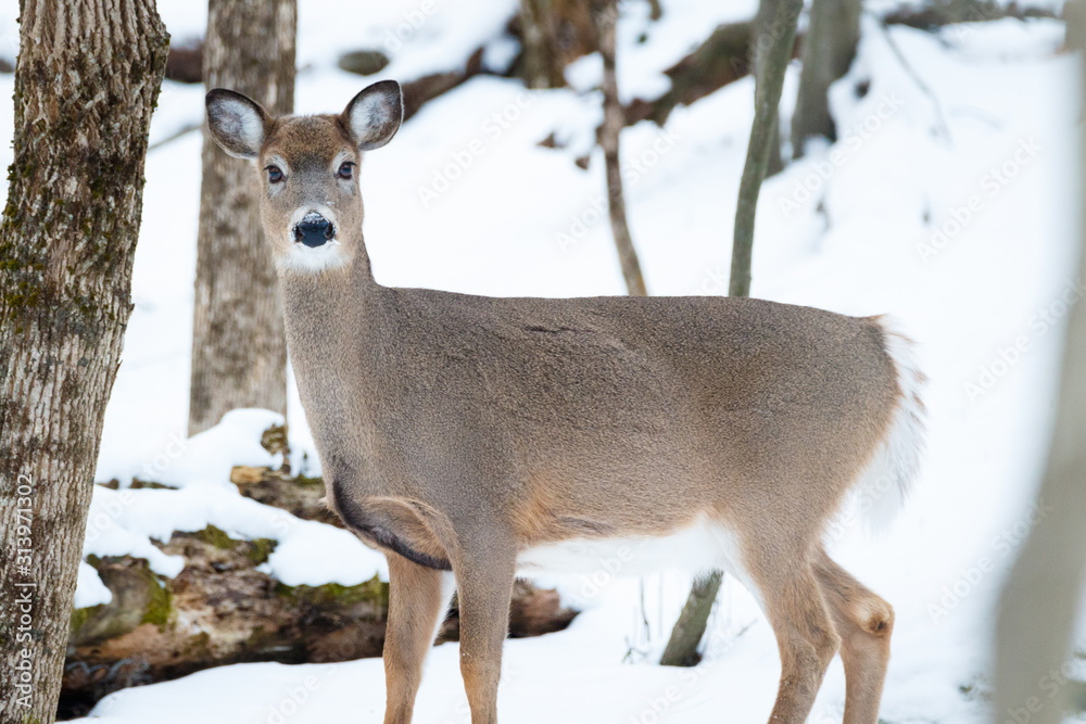 Whitetail Doe standing board side toward the camera Whitetail Doe standing board side toward the camera