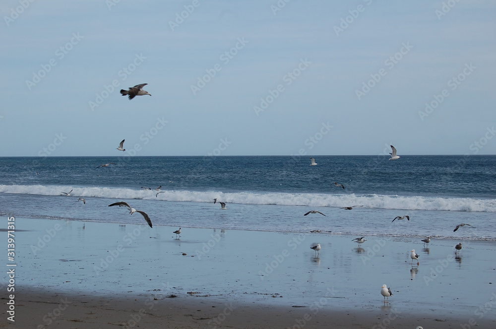 Seagulls Loving the Ocean