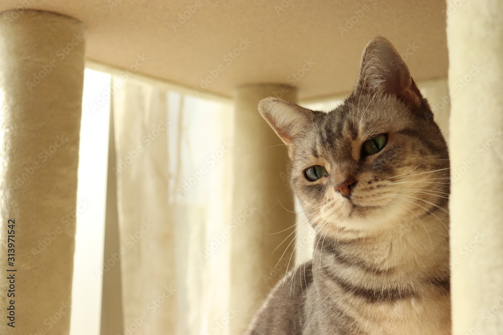 グリーンアイが美しい猫寄り目コピースペースアメリカンショートヘアー Stock Photo Adobe Stock