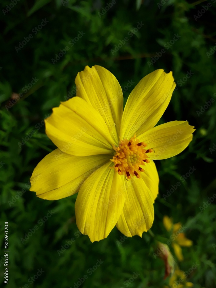 yellow flower in the garden yellow flower in the garden