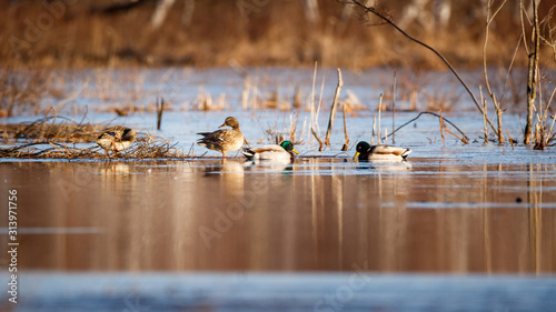 Fotografi flock of ducks in lake, mallards dabbing in shallow pool of water