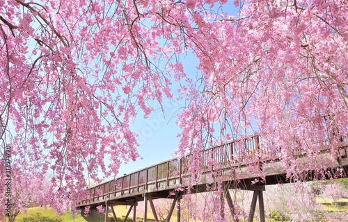 常陸風土記の丘の桜 photo