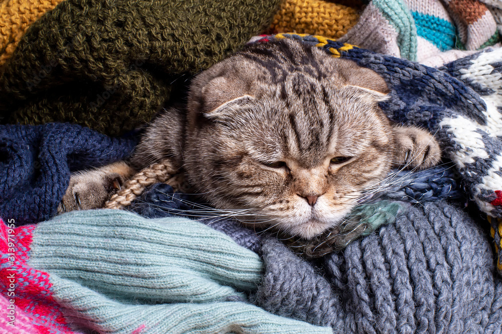 Very sad best sale cat