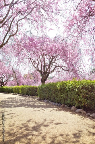 Fototapeta Naklejka Na Ścianę i Meble -  常陸風土記の丘の桜