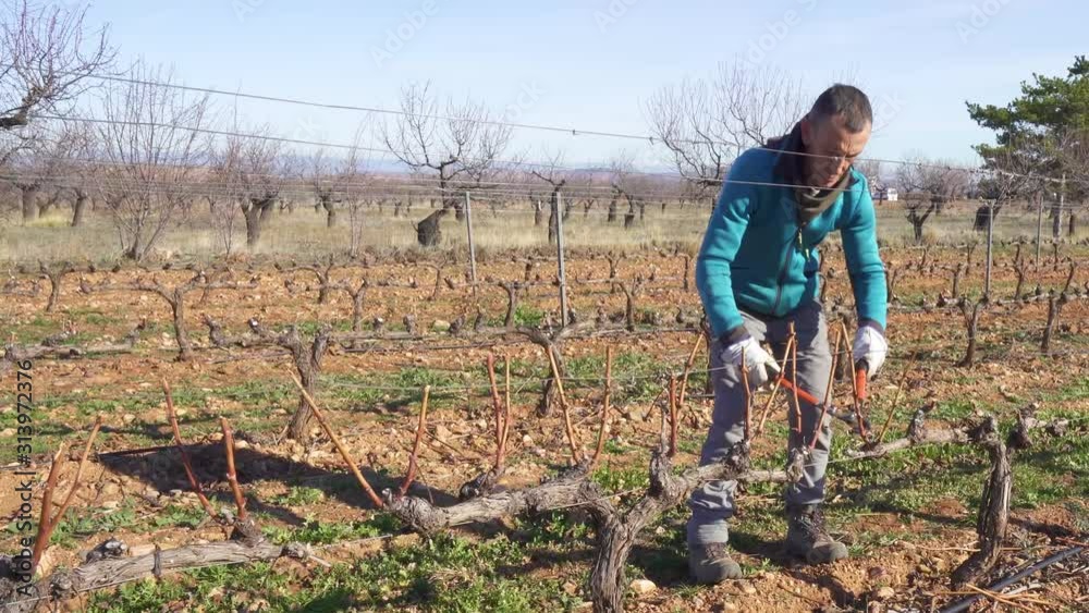 Farmer pruning vines by hand in Spain Farmer pruning vines by hand in Spain