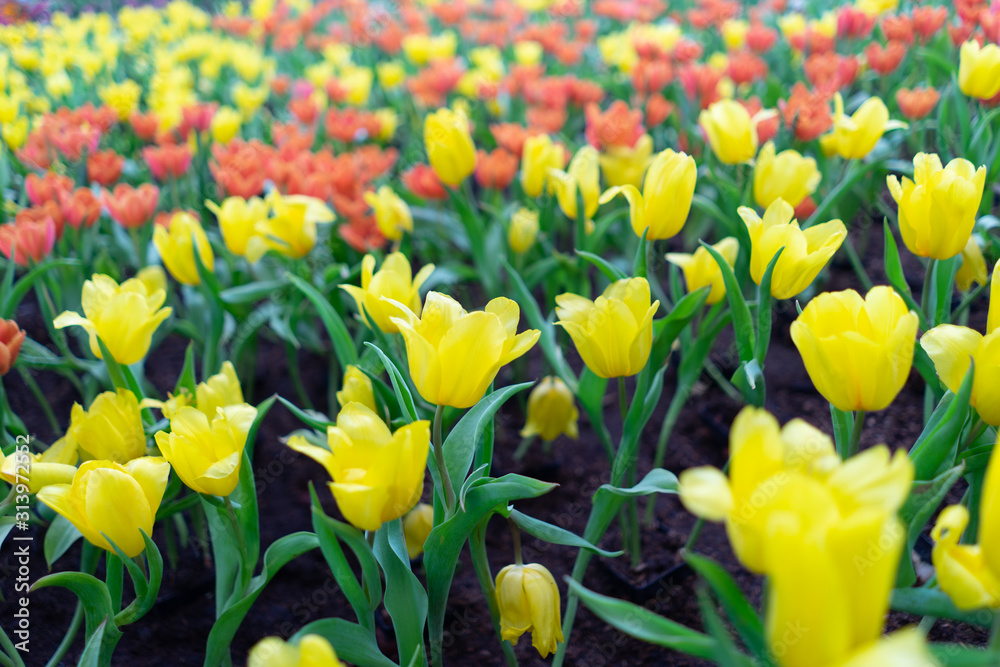 Colorful tulips blooming in a tulip field.