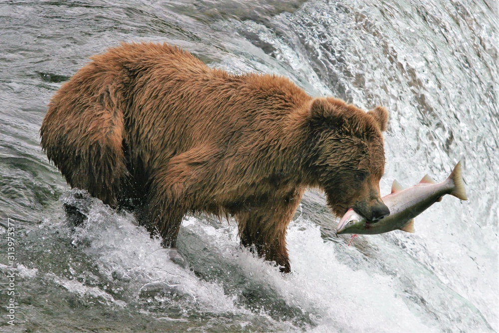 Brown bear catxhing a salmon at the falls
