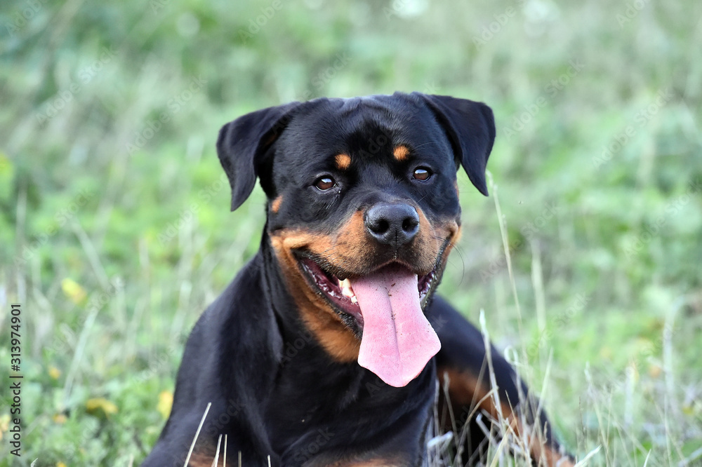 rottweiler