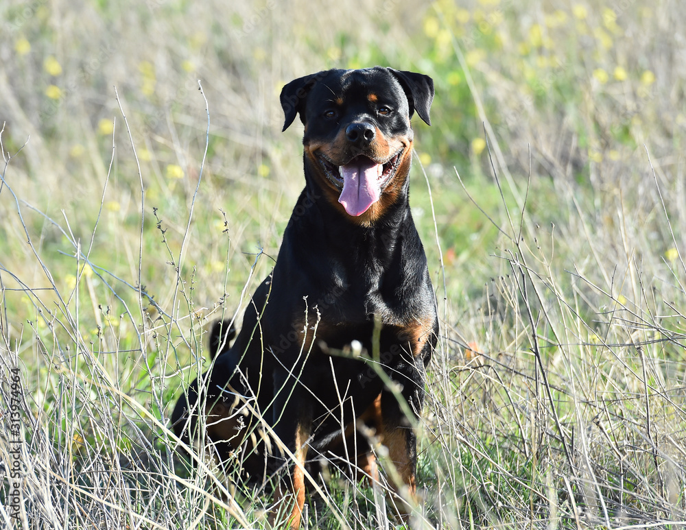 a nice rottweiler in the green field