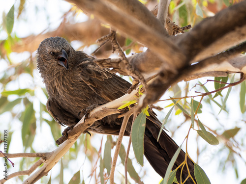 The apostlebird (Struthidea cinerea), also known as the grey jumper, lousy jack or cwa bird is It is a native to Australia where it roams woodlands. photo