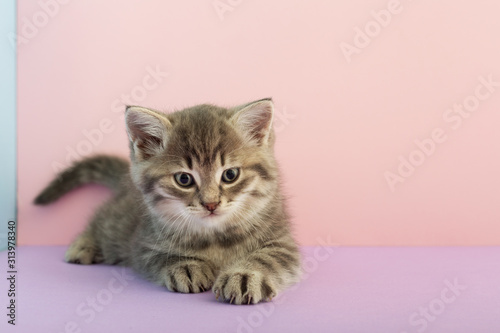 Grey striped kitten playing on a pink background with copy space for text. Little cute striped fluffy cat. Newborn kitten, Kid animals veterinary concept.