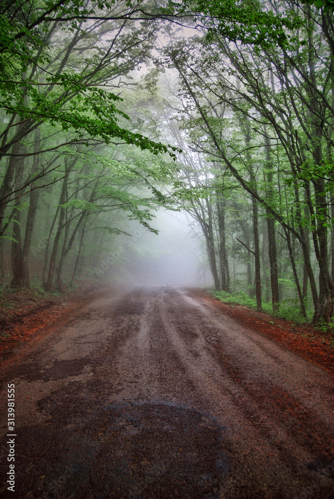 Obraz premium Road to Ai-Petri Crimea Fog Forest