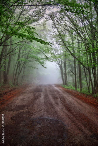 Road to Ai-Petri Crimea Fog Forest