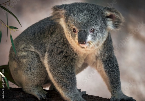 This image shows a cute koala bear sitting on branch in Australia.