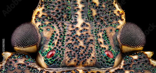 Dorsal view of a Stink Bug head (Halyomorpha halys) detailing the eyes and the pit like structure of the exoskeleton through a microscope at x10 magnification. The height of the frame is 1.4mm.