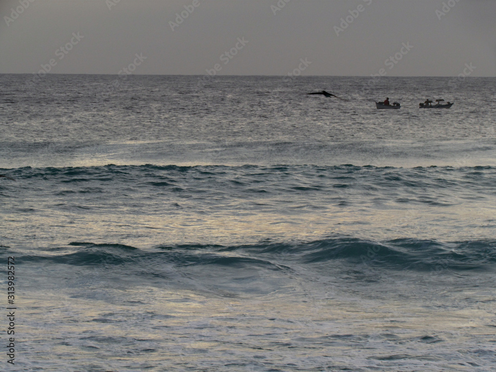 Seagulls in their permanent search for food. Seagulls in their permanent search for food.