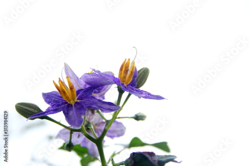 Flower of Purple-Fruited Pea Eggplant and white background. Another name is Solanum Trilobatum, Sparrow's Brinjal. photo