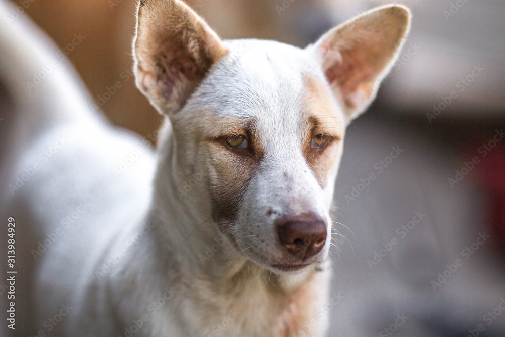 The blurred background of the dogs that are teasing, playing during the day while waiting for food or waiting for the owner. The blurred background of the dogs that are teasing, playing during the day while waiting for food or waiting for the owner.
