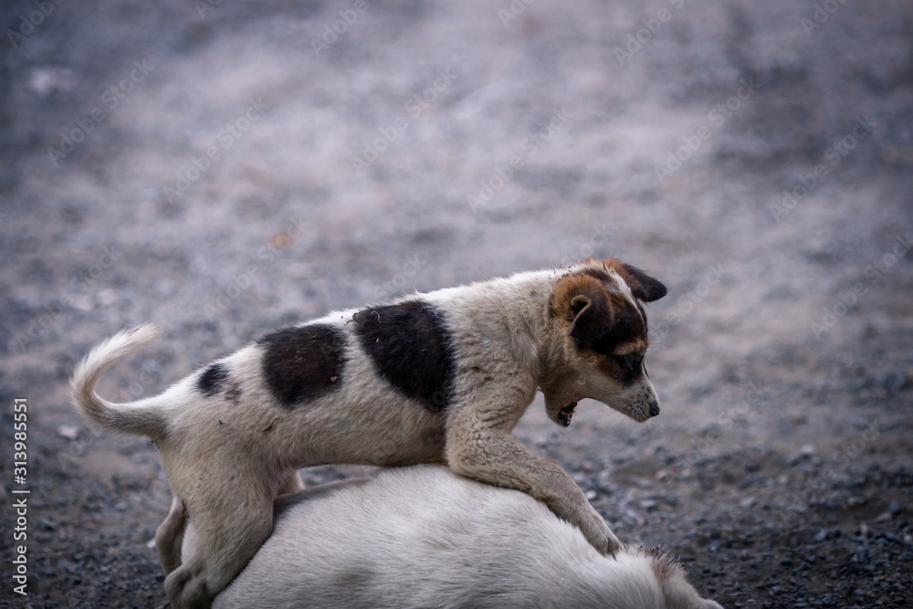 The blurred background of the dogs that are teasing, playing during the day while waiting for food or waiting for the owner. The blurred background of the dogs that are teasing, playing during the day while waiting for food or waiting for the owner.