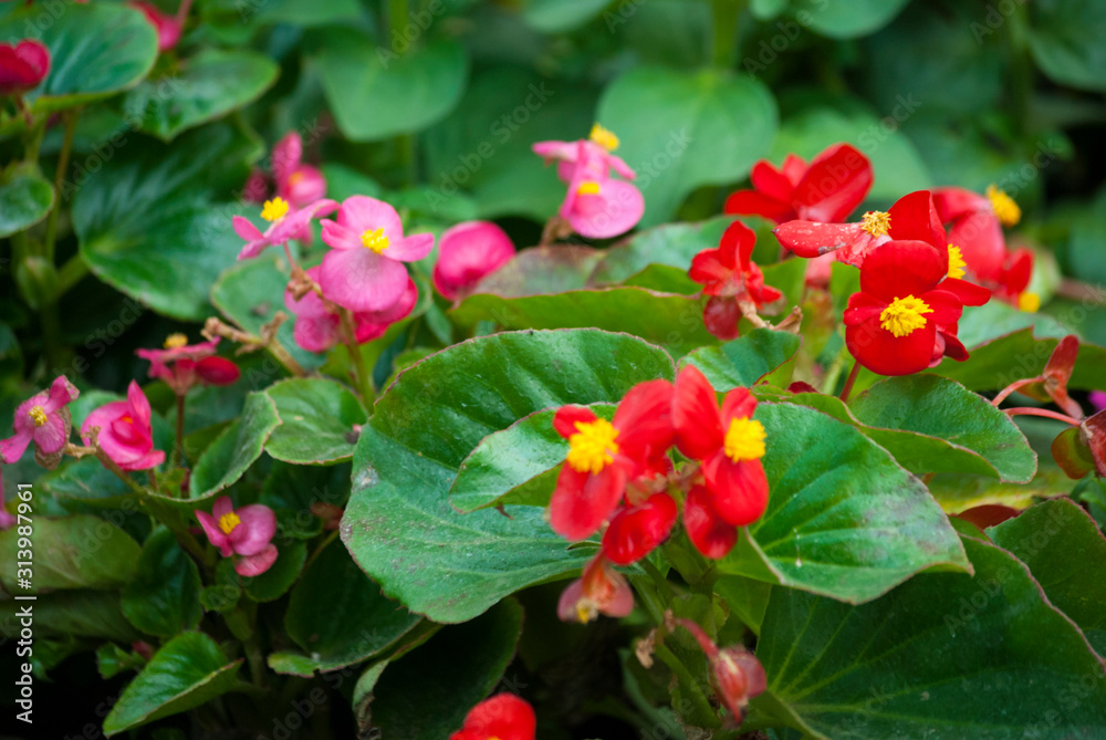 Begonia flowers in botanical garden of Guatemala, Central America, green crops sources of oxygen chlorophyll processes in the open air. Begonia flowers in botanical garden of Guatemala, Central America, green crops sources of oxygen chlorophyll processes in the open air.