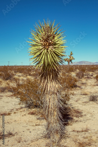 Joshua Tree Alone in Desert