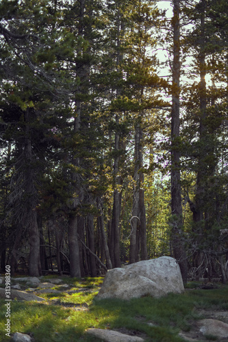Rock in Sunny Forest Meadow