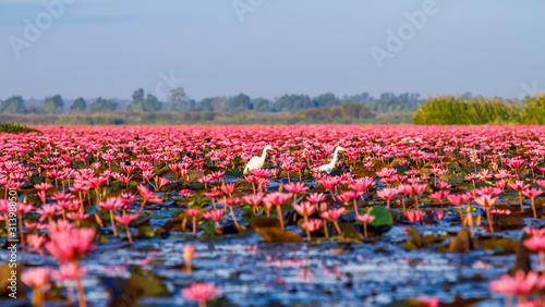 Fototapeta Naklejka Na Ścianę i Meble -  Beautifui red lotus in the lake at Udonthani province, Thailand.