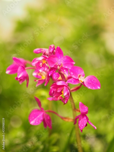 Dendrobium  violet Orchid purple little flower beautiful bouquet on blurred of background