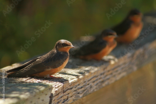 Barn Swallows Resting