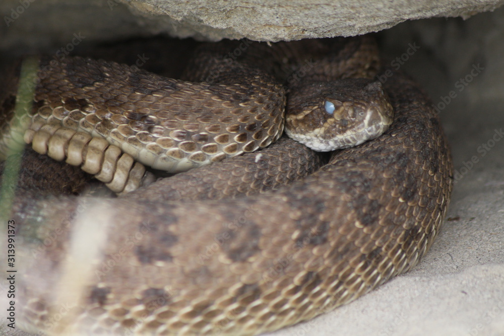 Prairie Rattlesnake in Dinosaur Provincial Park, Alberta