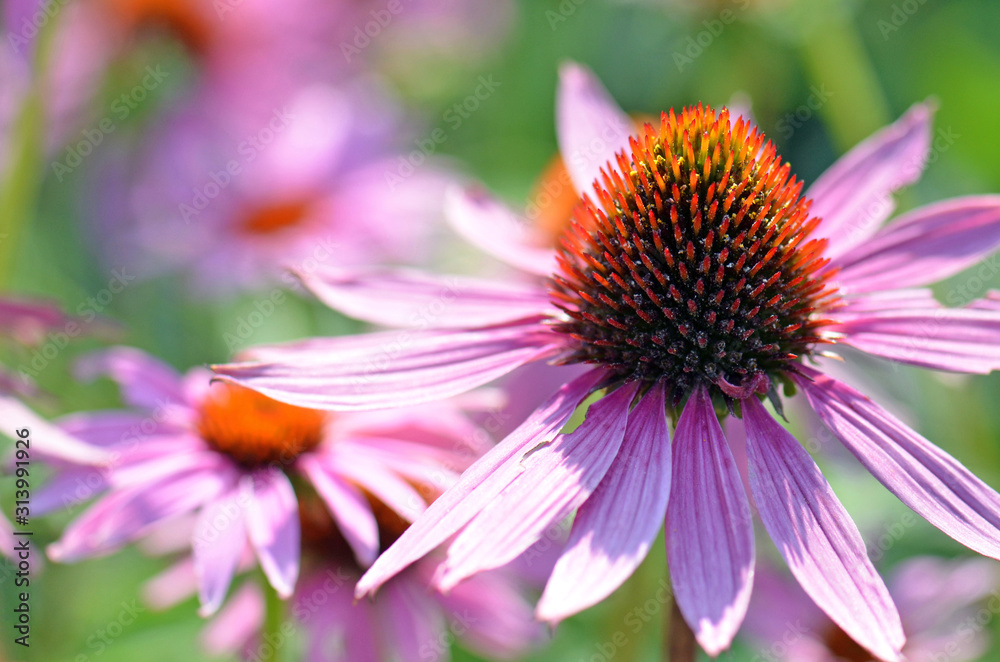 Bright and vibrant flower garden scene with close up of a pale pink purple coneflower, Echinacea purpurea, family Asteraceae. Shallow depth of field. Bright and vibrant flower garden scene with close up of a pale pink purple coneflower, Echinacea purpurea, family Asteraceae. Shallow depth of field.