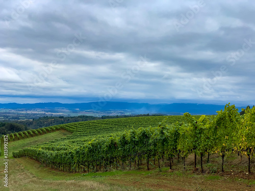 A hillside in Oregon is covered with rows of vines under a cloudy sky, a view of a vineyard.