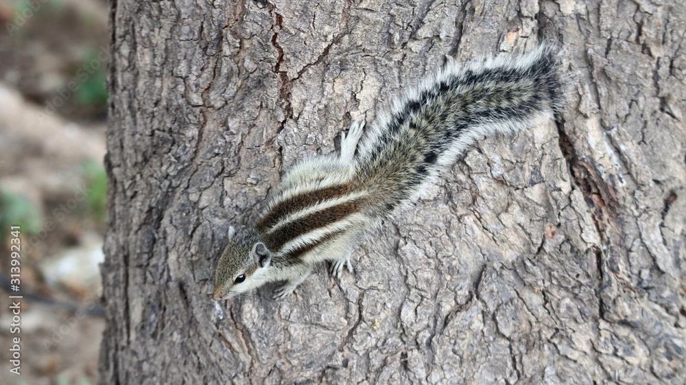 Fototapeta premium lizard on tree