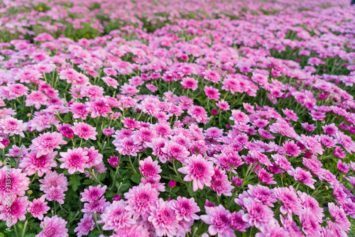 Blossom pinkish purple Chrysanthemum (Hardy Mums) flower in the garden with green leaf of summer sunshine.