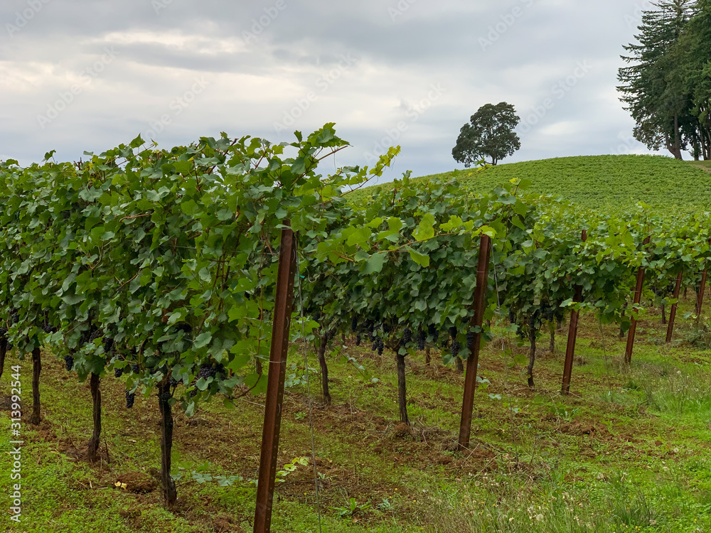 Looking up a hill to an oak tree, past rows of grapevines in an Oregon vineyard under a cloudy sky.