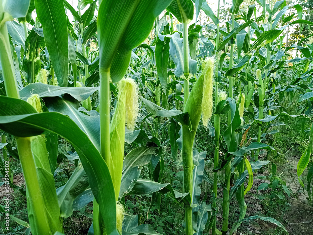 Obraz premium corn in field