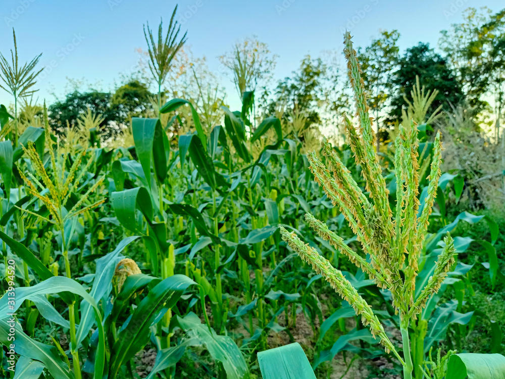 Obraz premium field of corn