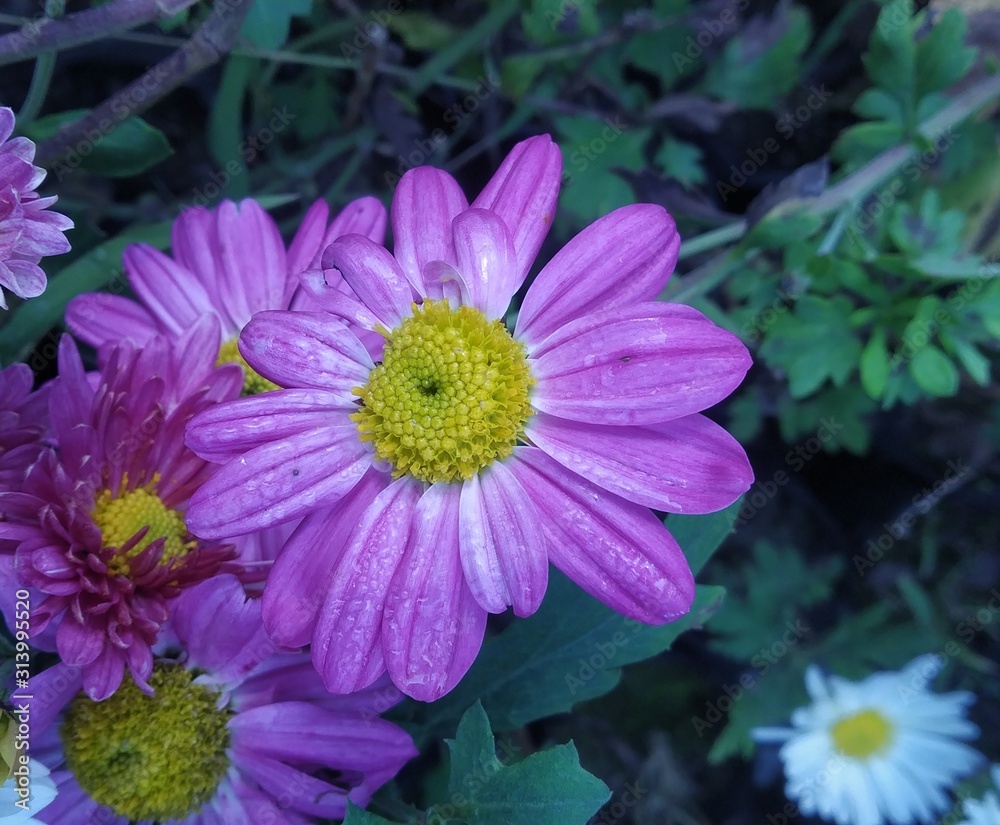 Obraz premium flower in garden