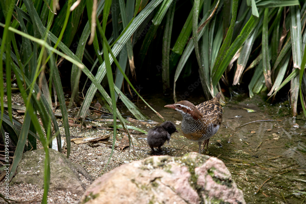 the buff banded rail is looking after her chick