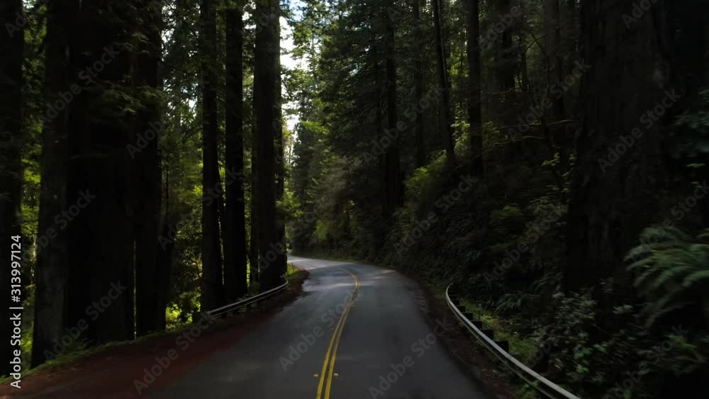 FPV perspective of car driving through dark section of Redwood Forest. FPV perspective of car driving through dark section of Redwood Forest.