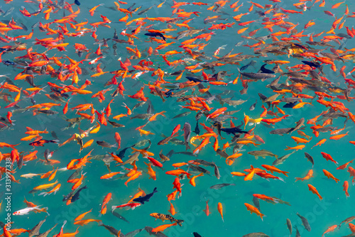 Beautiful koi fish in pond in the garden, Fishes under water, carp fish.