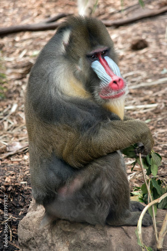 this is a side view of a mandrill