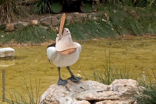 the Australian pelican is having a stretch