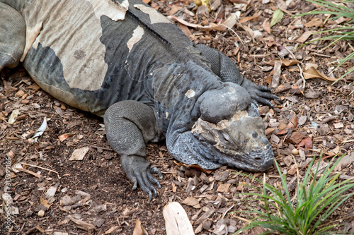 this is a close up of a Rhinoceros iguana