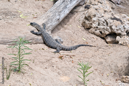 the Rosenberg  lizard is climbing