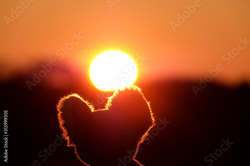 Soft toy koala bear head against sunlight. Fiery red sky, sunset and koala Australia.